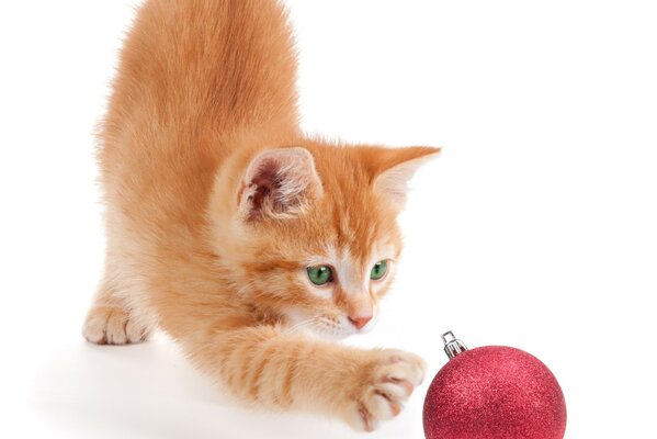 A red cat is playing with a red Christmas ball