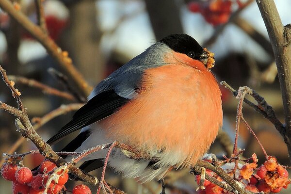 Vogelgimpel auf Ast im Winter