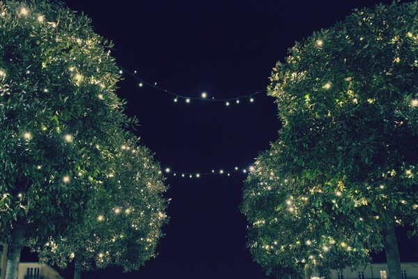 Arbres décorés de guirlandes de Noël dans l obscurité