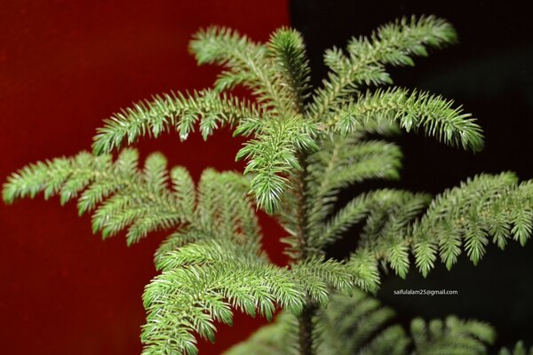 Árbol de Navidad sobre fondo rojo y negro