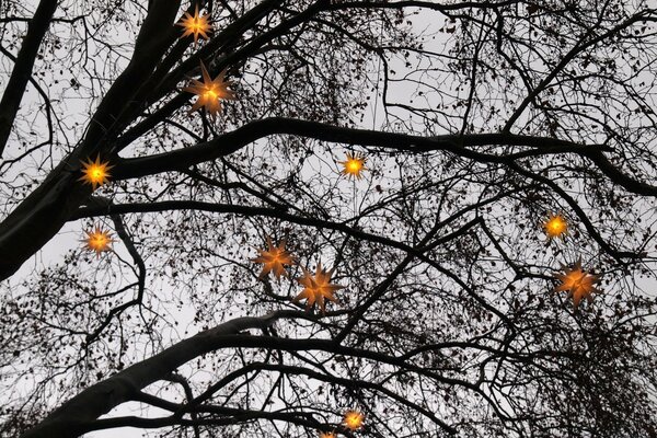 Estrelas de Natal na árvore