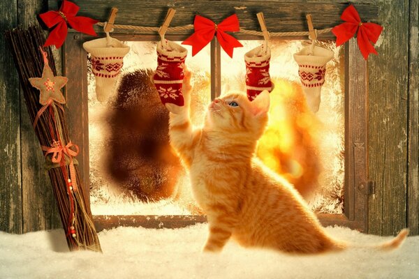 Cute ginger kitten is playing with socks for Christmas gifts. Cozy winter photo