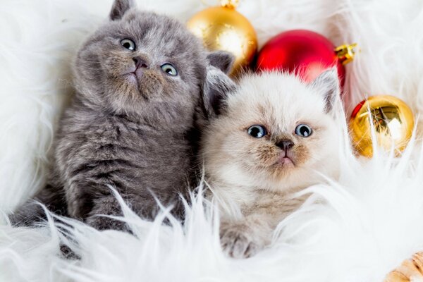 Weihnachten niedliche Kätzchen Tiere