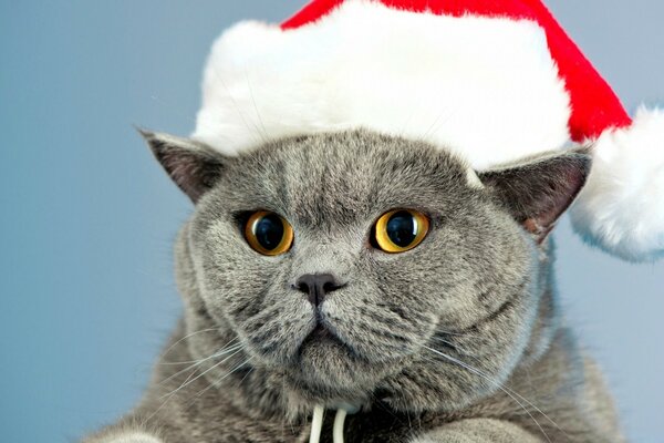 Lindo gato con sombrero de Navidad