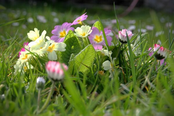 Wildflowers in green grass