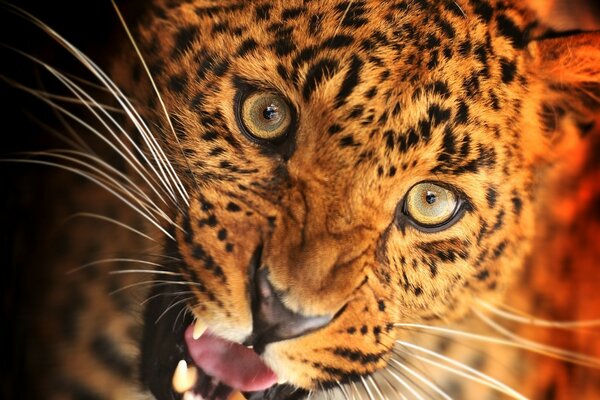 Charming tigress with yellow eyes