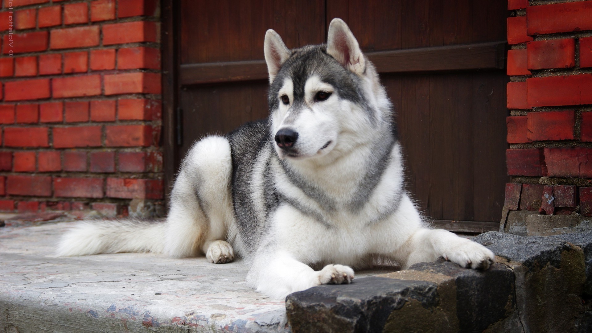 dogs dog mammal portrait animal canine pet cute