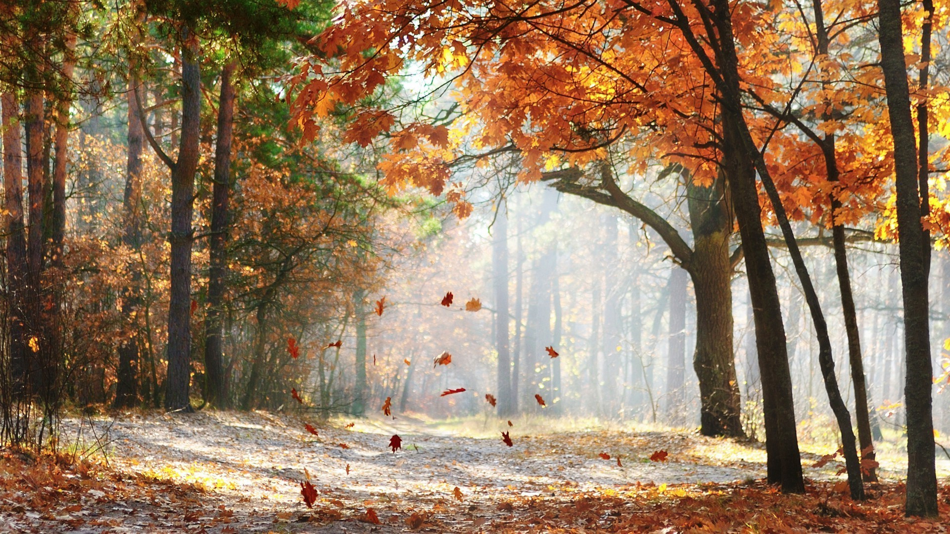 coucher du soleil et l aube automne feuille arbre bois nature saison parc paysage érable brouillard brouillard beau temps branche à l extérieur aube scénique luxuriante paysage environnement