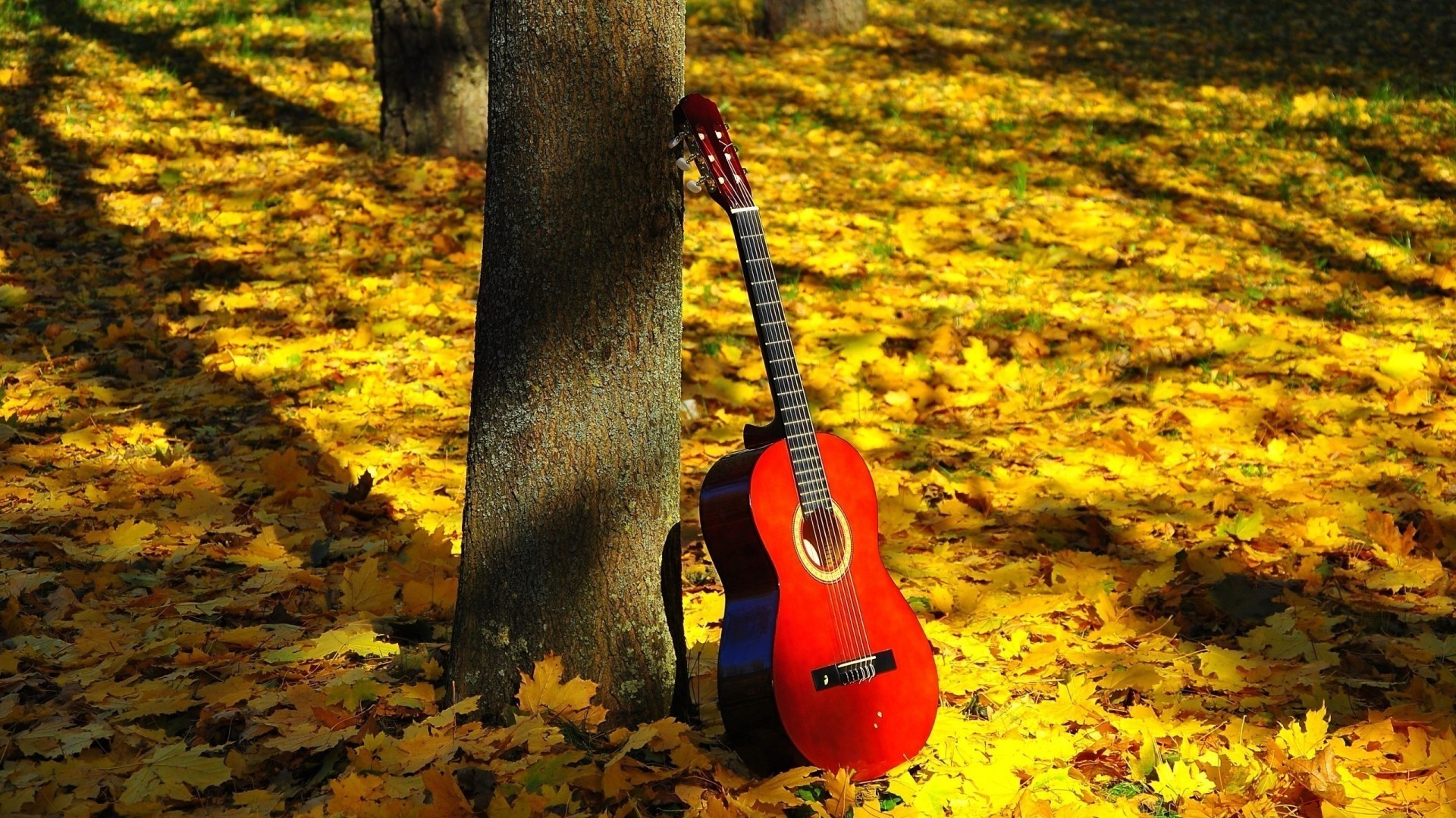 instruments de musique bois automne nature à l extérieur feuille arbre parc saison unique lumière du jour