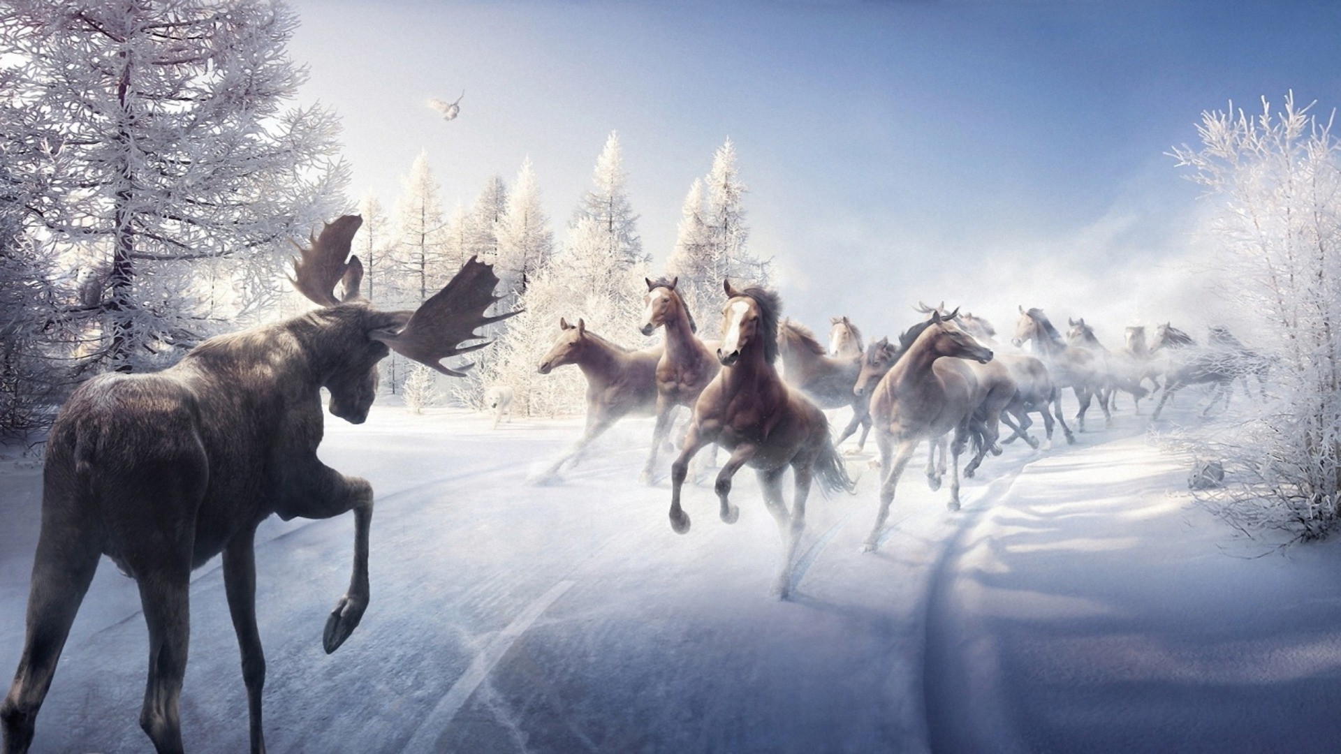 животные млекопитающее снег зима олень олень на открытом воздухе холодная