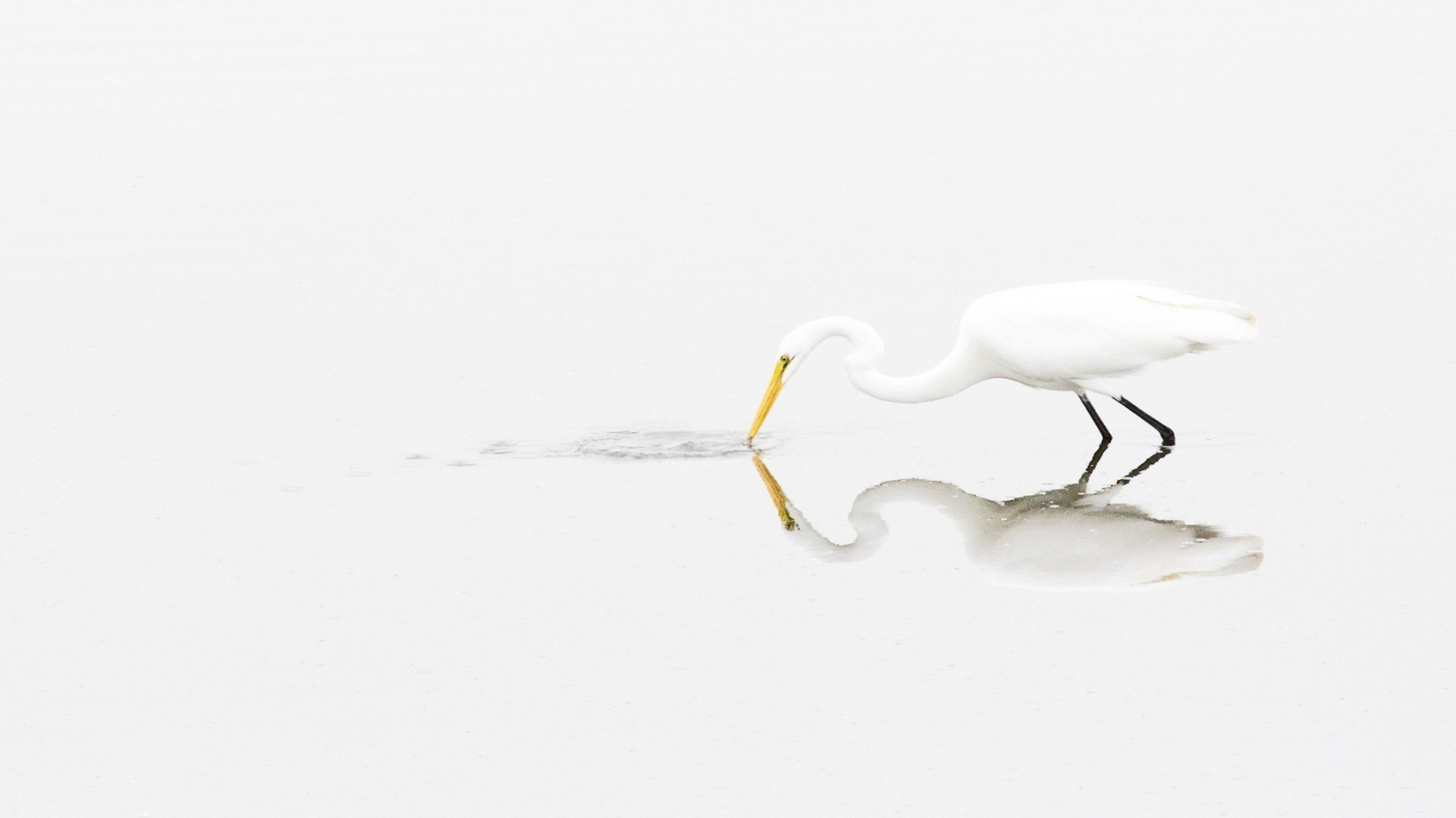 животные птица снег натюрморт зима природа воды рабочего стола озеро
