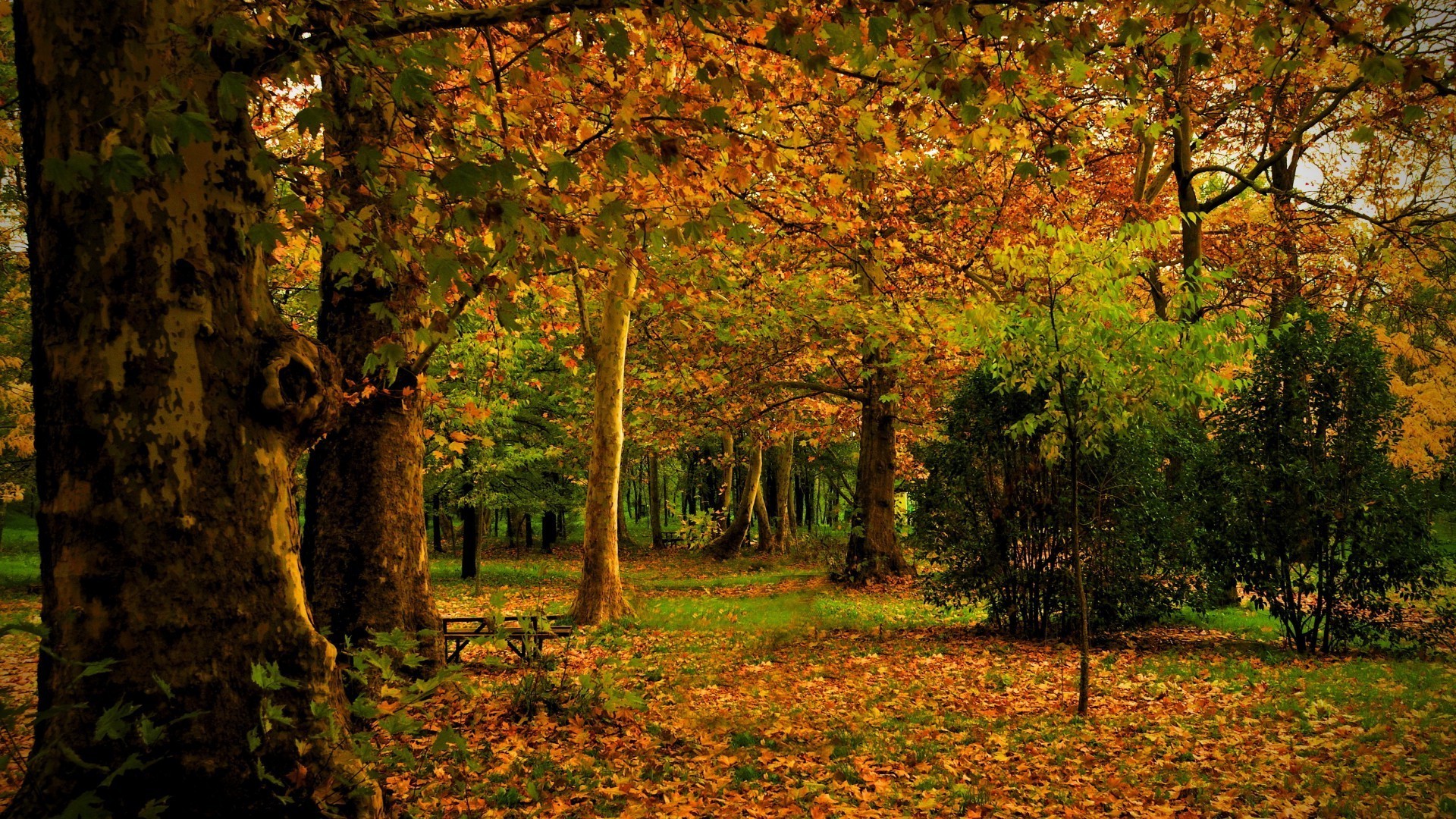 autumn fall leaf tree nature landscape wood maple park outdoors season scenic lush dawn