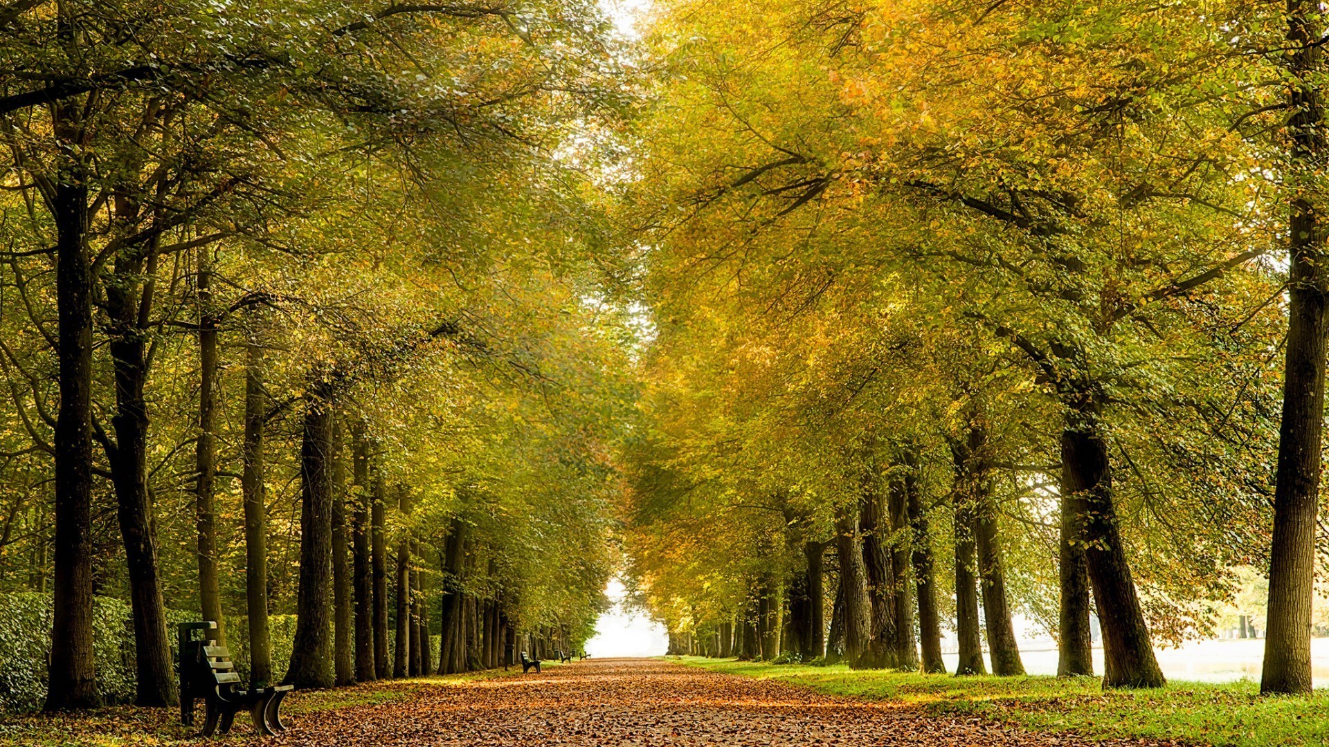 otoño otoño árbol madera hoja parque paisaje naturaleza amanecer niebla carretera guía buen tiempo sol temporada campo niebla rama al aire libre callejón