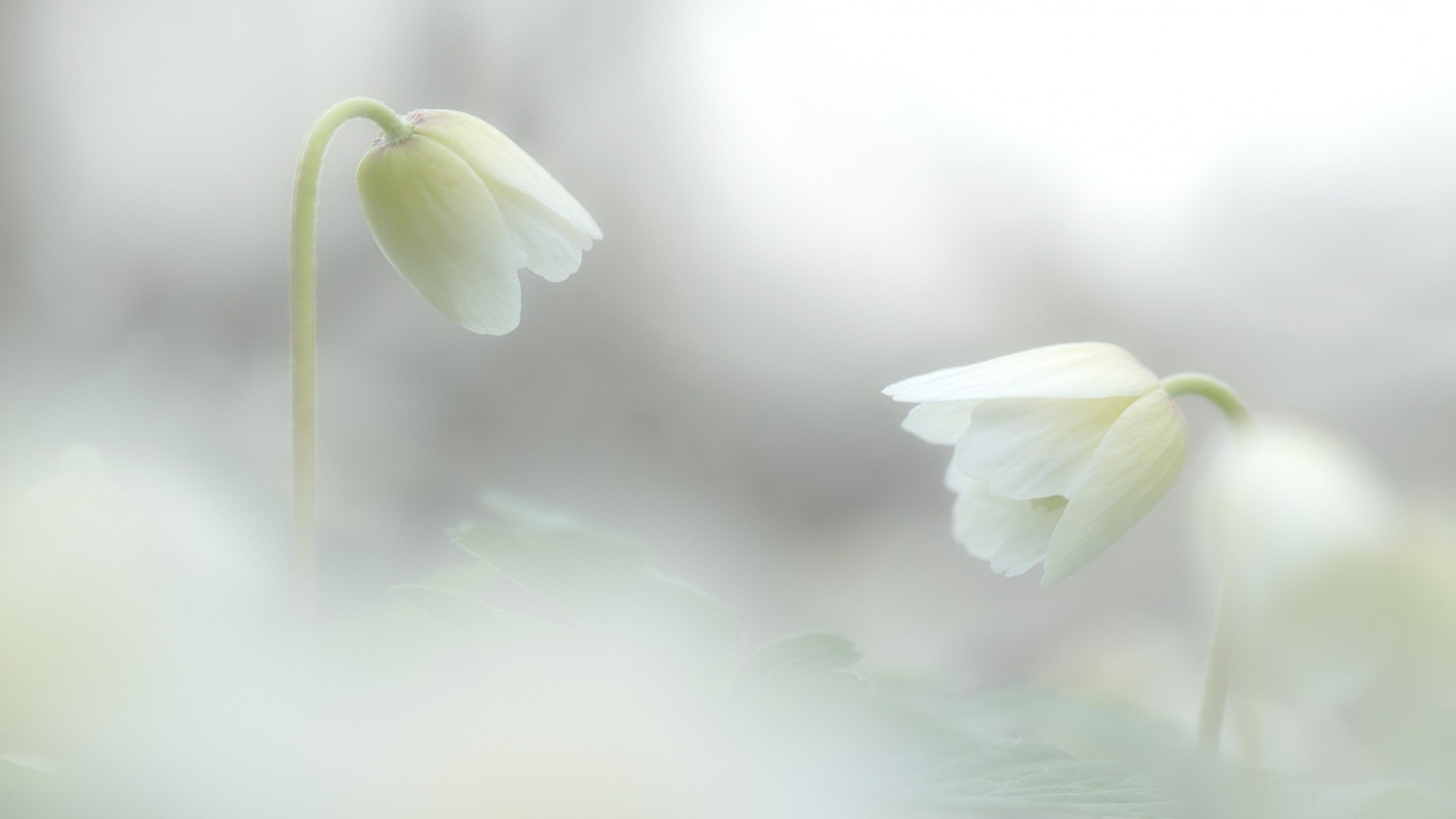 flowers flower nature flora leaf garden drop growth husk blur close-up bud petal delicate season bright summer floral purity fair weather