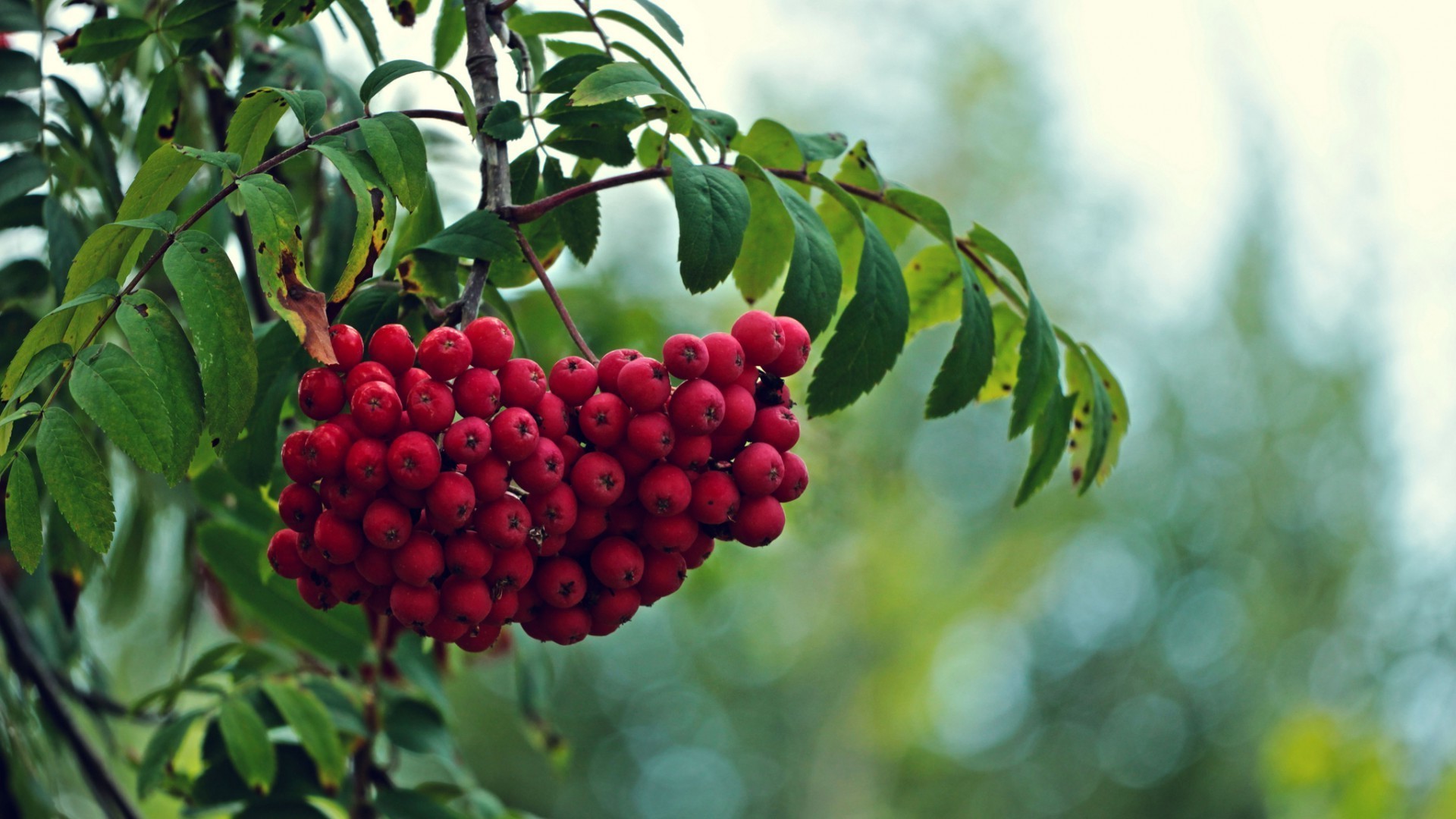 bacche natura frutta foglia albero estate ramo bacca flora arbusto giardino cluster cibo all aperto stagione colore close-up