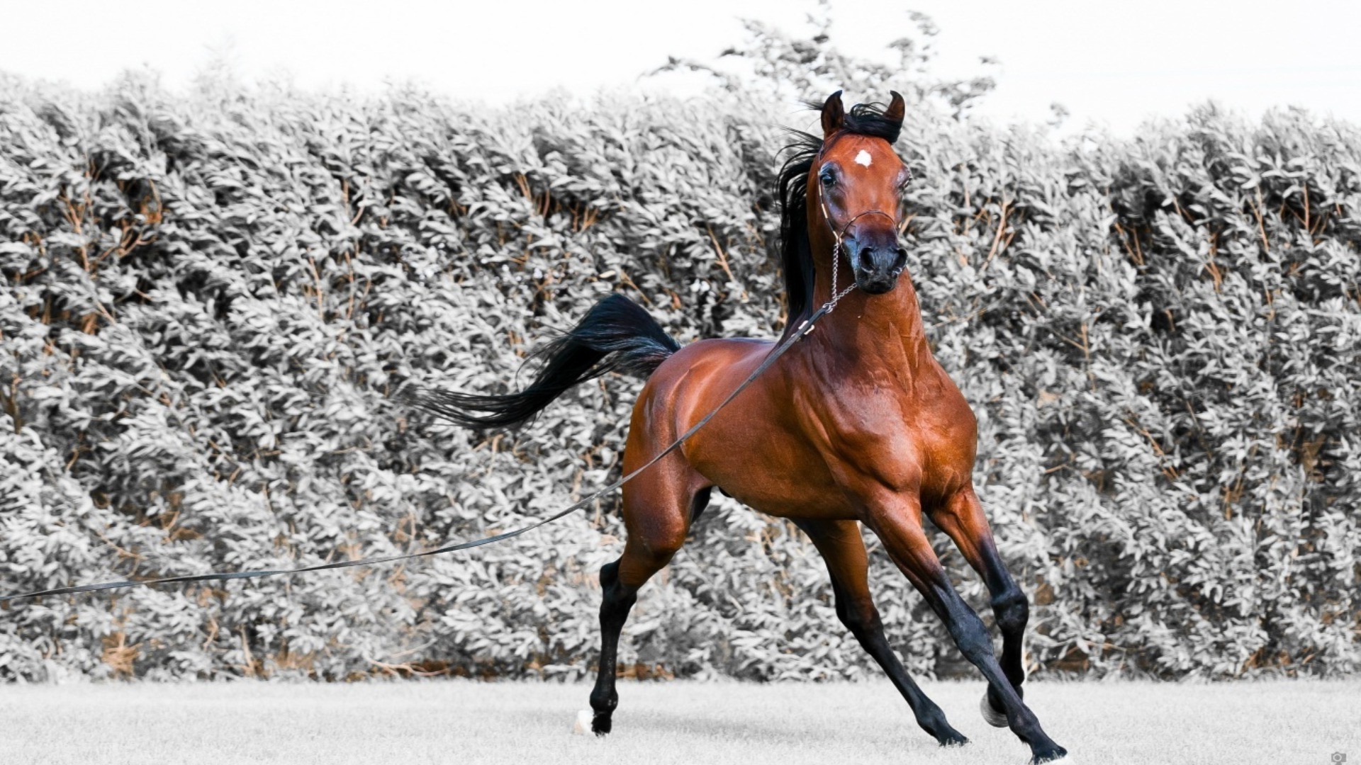 caballos nieve caballo invierno mamífero ecuestre acción caballería pista hielo competencia