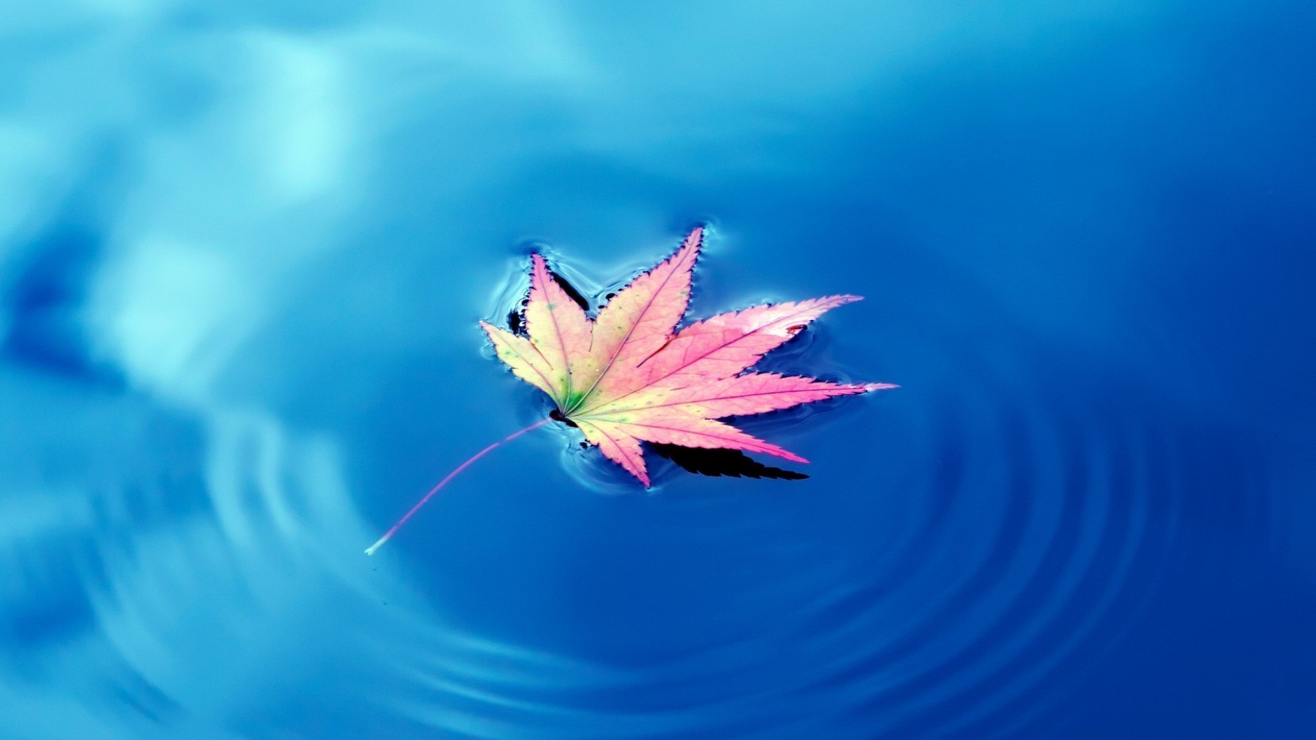 tröpfchen und wasser natur sommer im freien farbe blatt himmel desktop blume sonne wasser gutes wetter hell