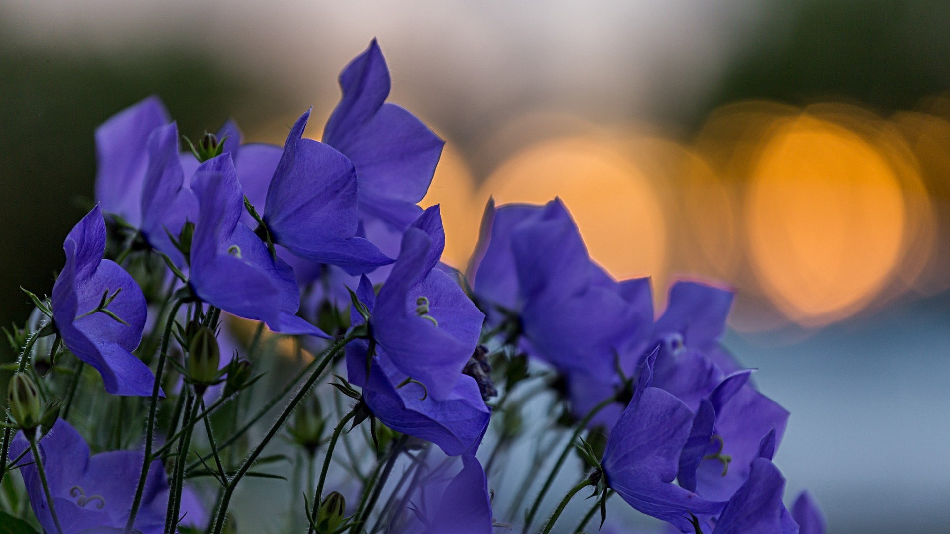 flowers flower nature flora leaf garden summer outdoors growth blooming color petal violet