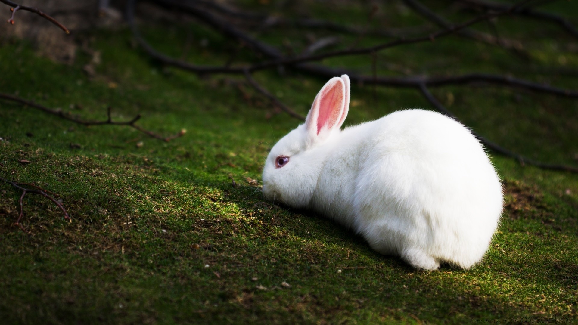 easter rabbit bunny mammal cute grass animal nature pet portrait young fur domestic downy little baby