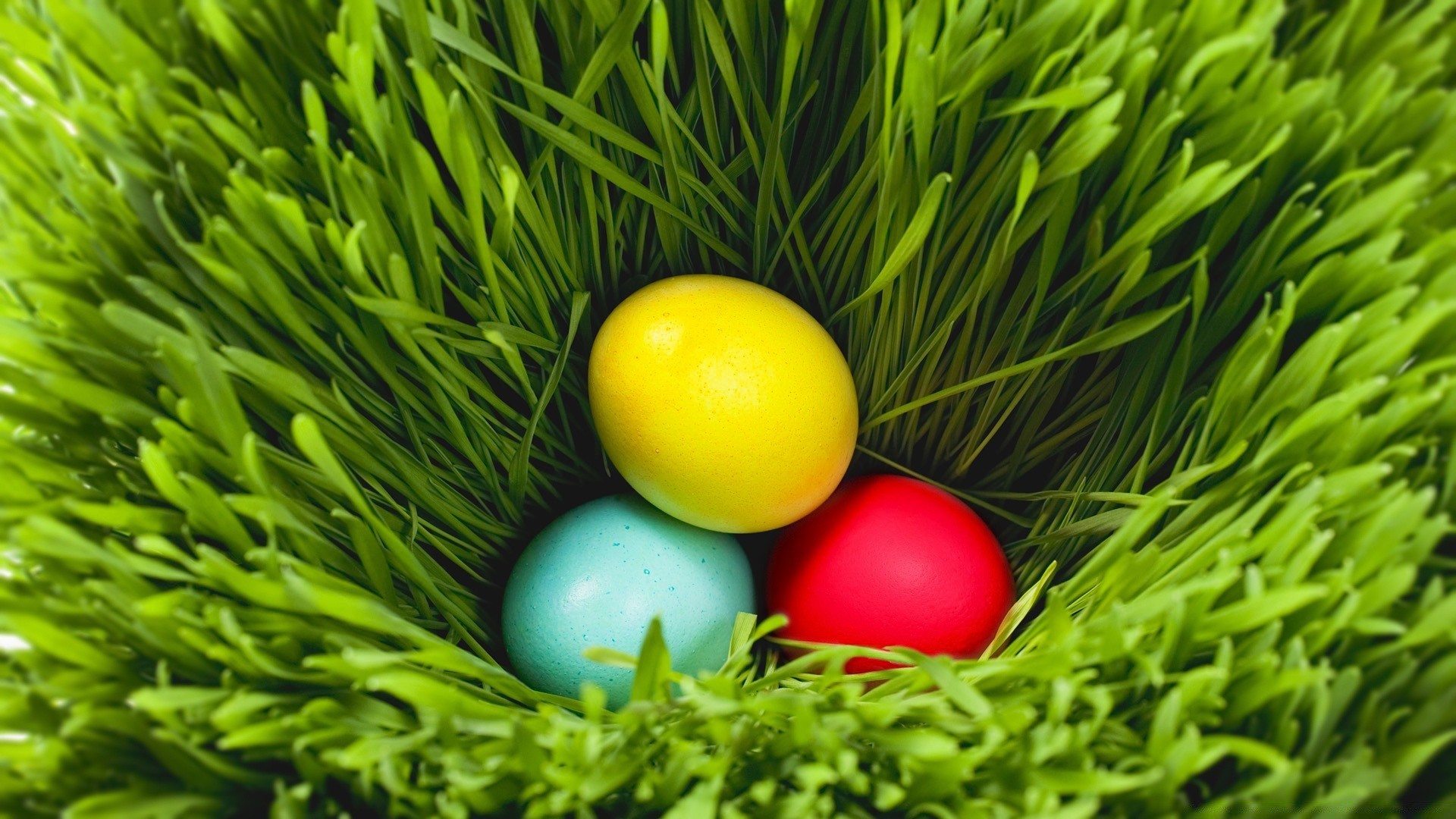 easter grass egg lawn leaf color nature desktop garden close-up food bright