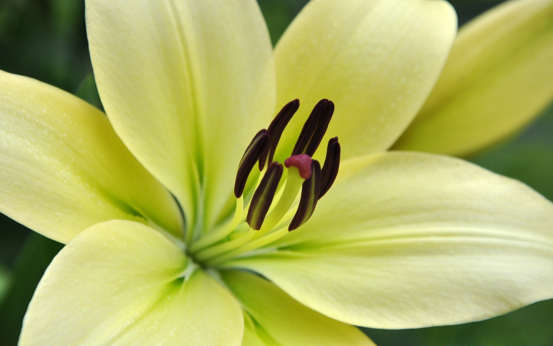 pâques fleur nature lily flore feuille jardin propreté belle été couleur pétale floral gros plan lumineux croissance