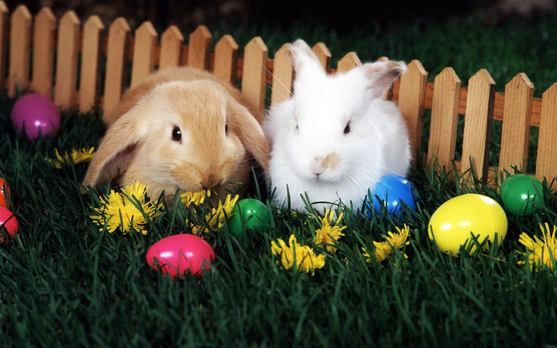 ostern kaninchen hase osterei gras niedlich ei nagetier überraschung freude urlaub wenig nest kind im freien