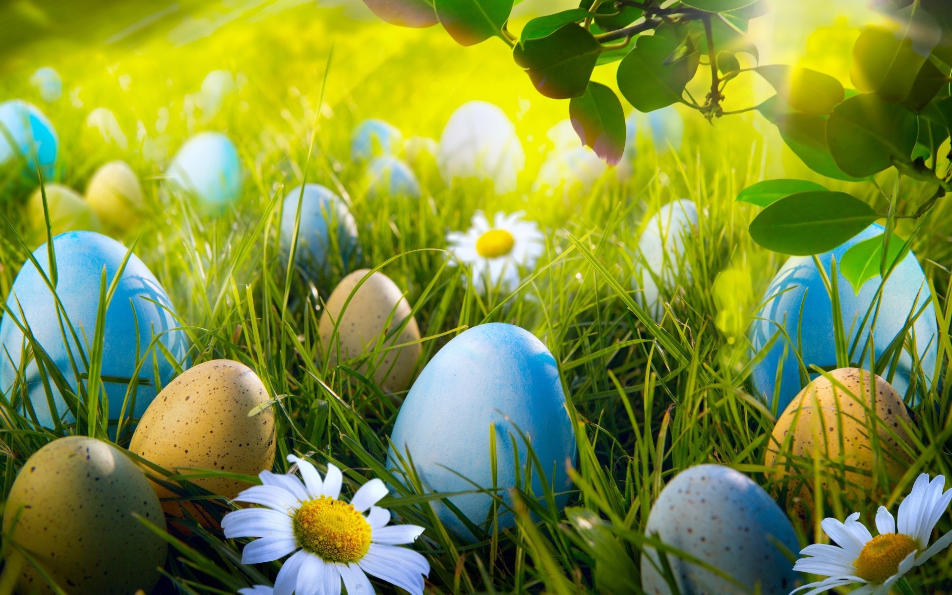 ostern ei gras natur nest urlaub jahreszeit dekoration farbe heu osterei blume feld im freien schön hell desktop