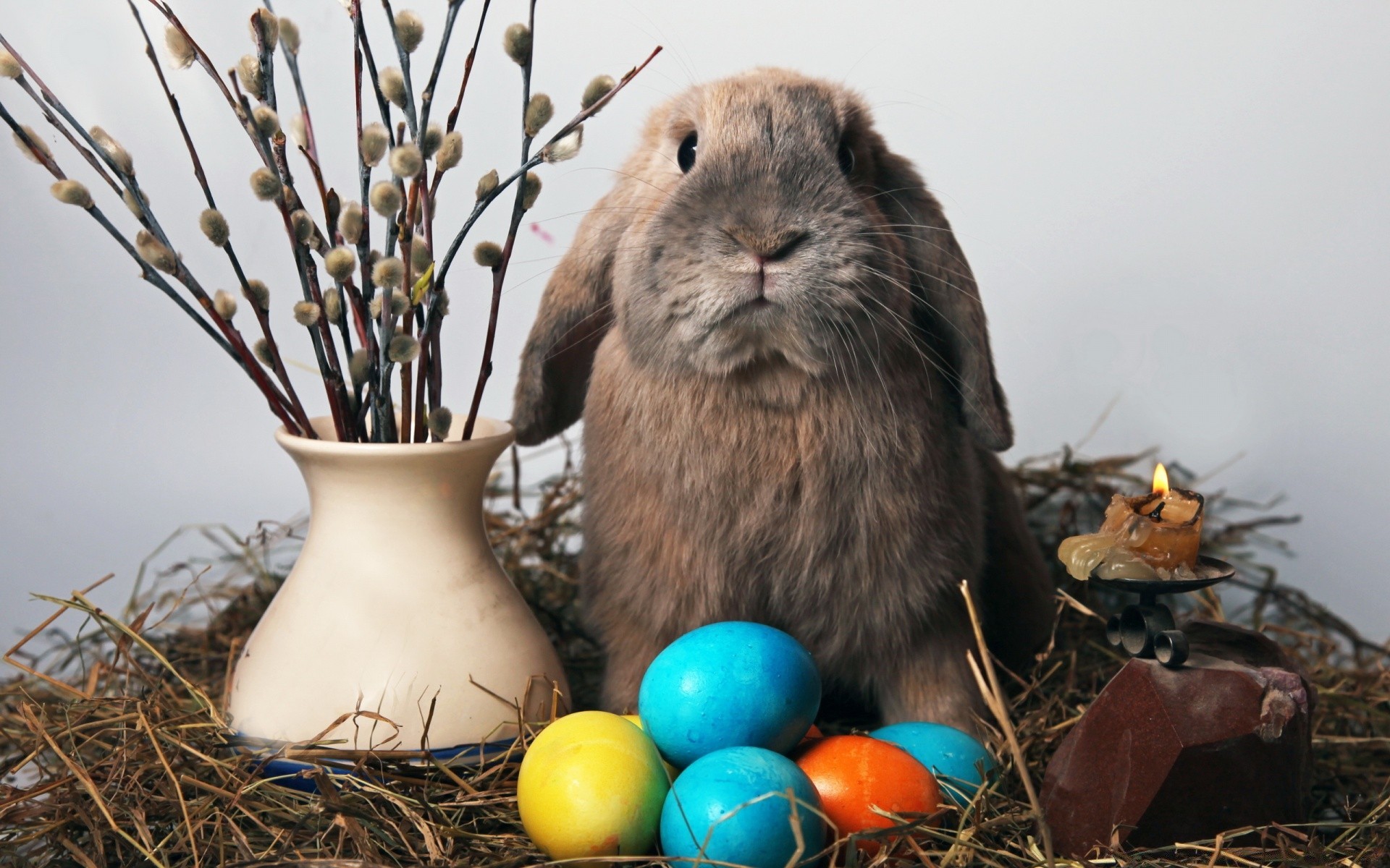 pâques oeuf nid lapin lapin oiseau nature bois faune petit alimentaire animal oeuf de pâques