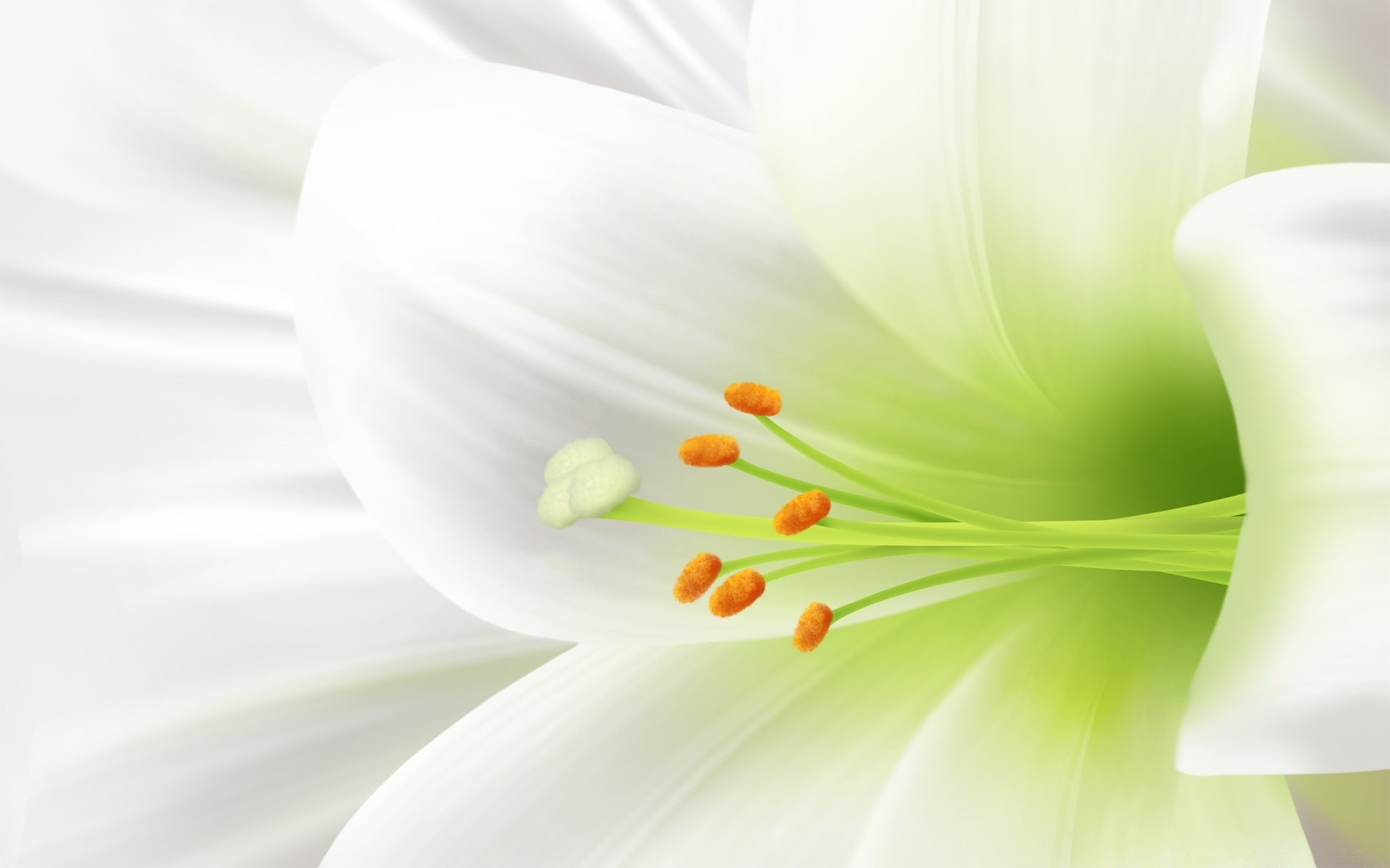 easter flower nature blur bright color elegant flora petal leaf lily