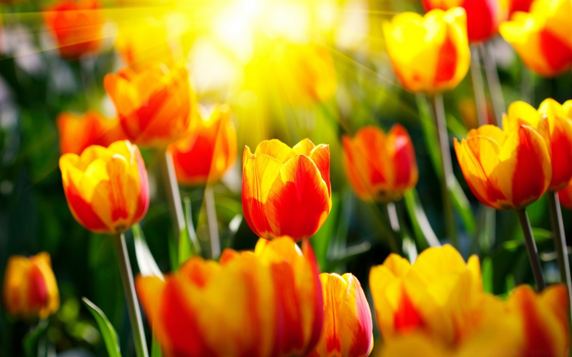 easter tulip nature garden bright flora summer flower leaf color field bulb fair weather floral season bouquet growth vibrant petal