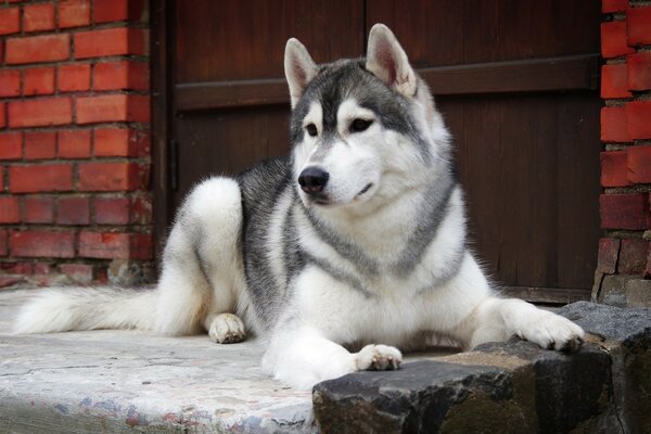 Incredible husky dog lies