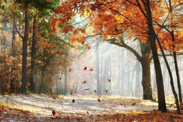 Herbstlaub fällt in der Sonne