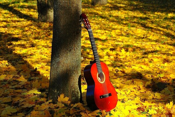 Musikinstrument im Herbst in der Natur neben einem Baum