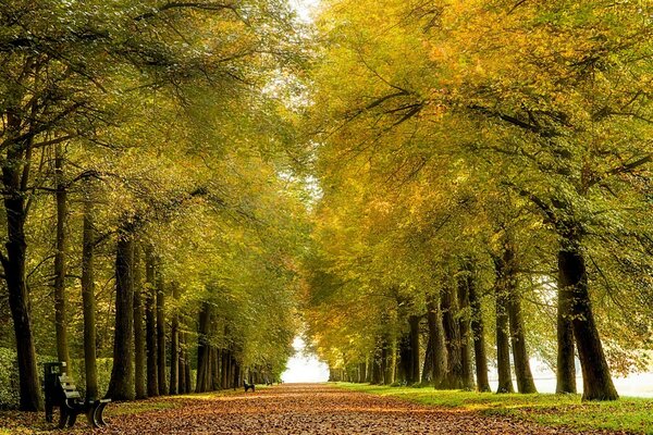 Autumn alley on a warm day