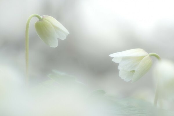 Cloches blanches comme neige au milieu du même brouillard blanc comme neige