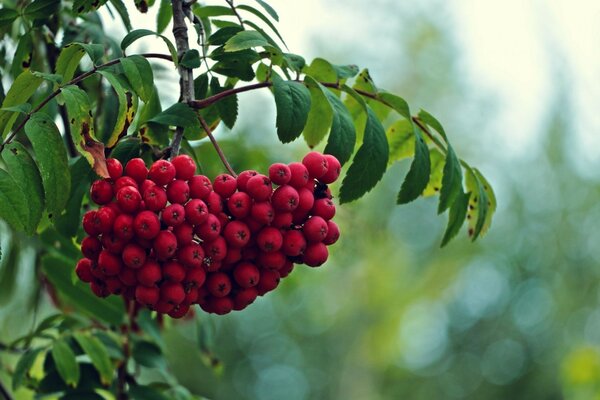 Un racimo rojo de ceniza de montaña en un árbol