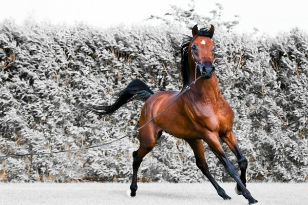 Cavallo rosso su sfondo foresta invernale