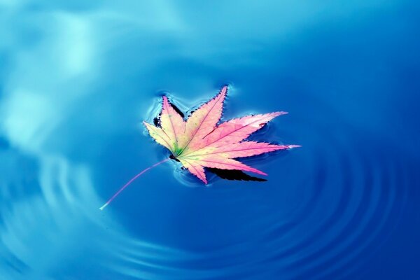 Feuille d érable lumineux dans l eau