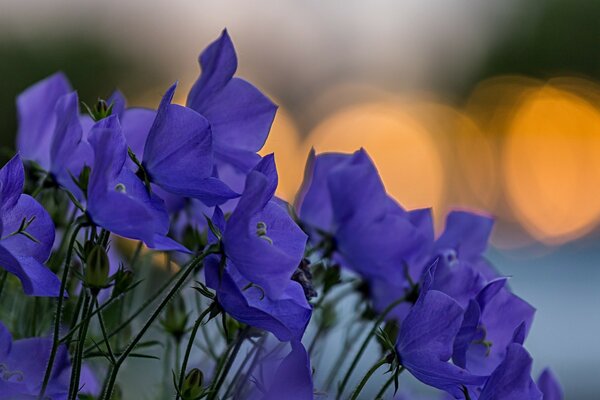 Schöne lila Blumen