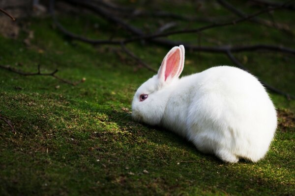 Weißes Kaninchen auf grünem Gras. Alice im Wunderland