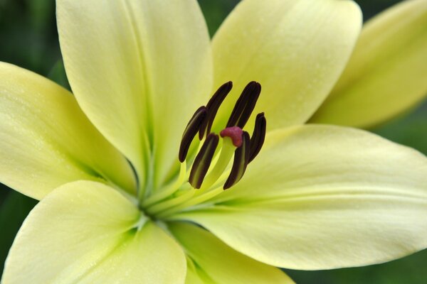 Flores de lírio de limão Macro-fotografia