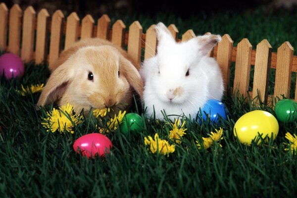 Easter sketch with rabbits and painted eggs on the grass at the decorative fence