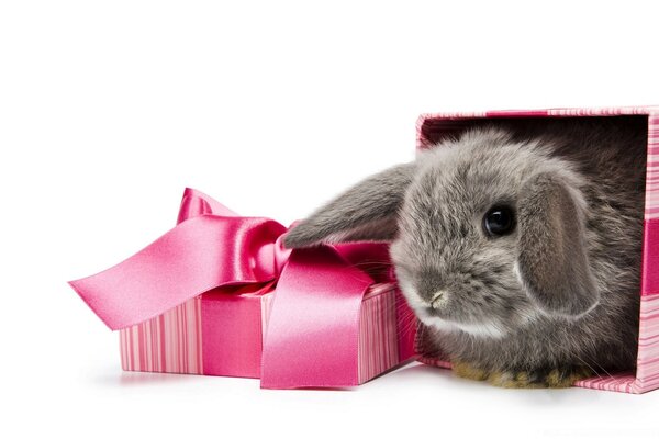 A little gray rabbit in a pink box