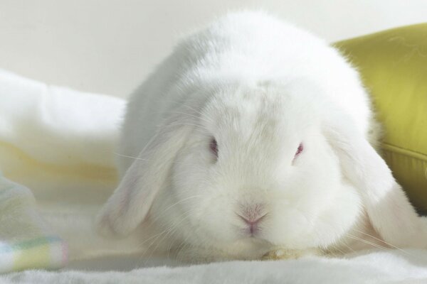 Mignon lapin moelleux blanc