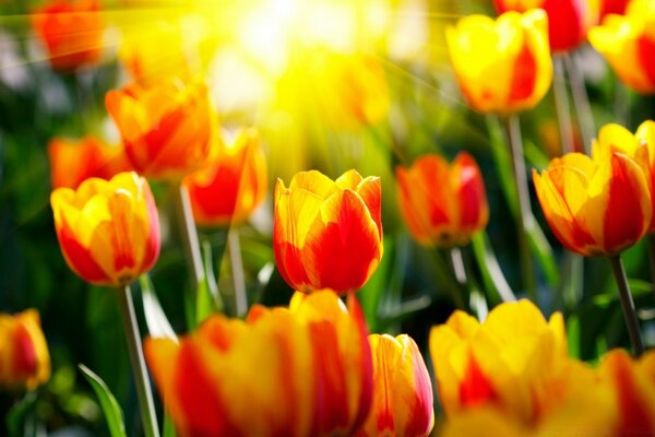 Die Frühlingssonne trifft auf Tulpen. Holland-Felder