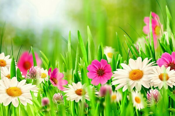 Sommer blühende Wiese bei sonnigem Wetter