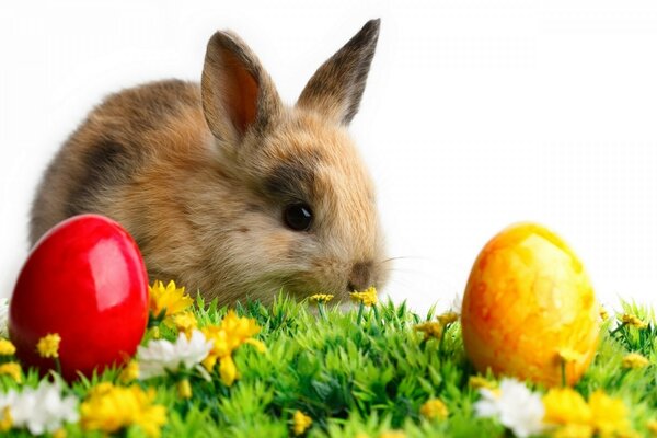 Lapin mignon de Pâques avec des oeufs de Pâques