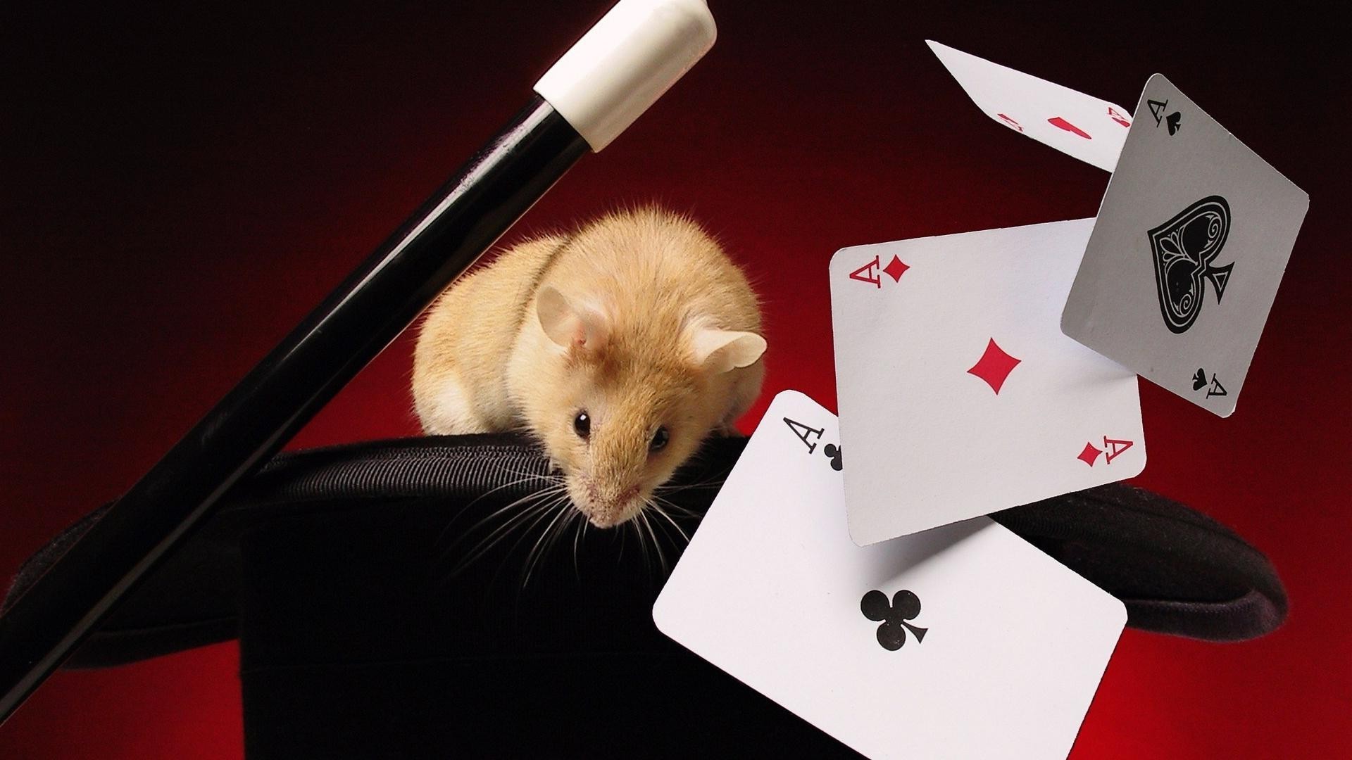 tiere poker casino ein geschäft risiko säugetier glück glücksspiel