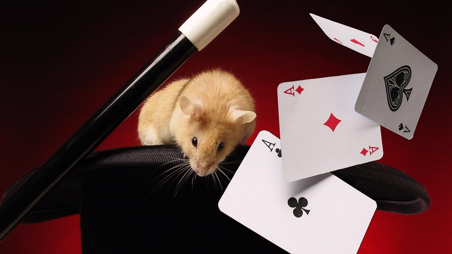 животные покер казино один бизнес риск млекопитающее удачи азартные игры