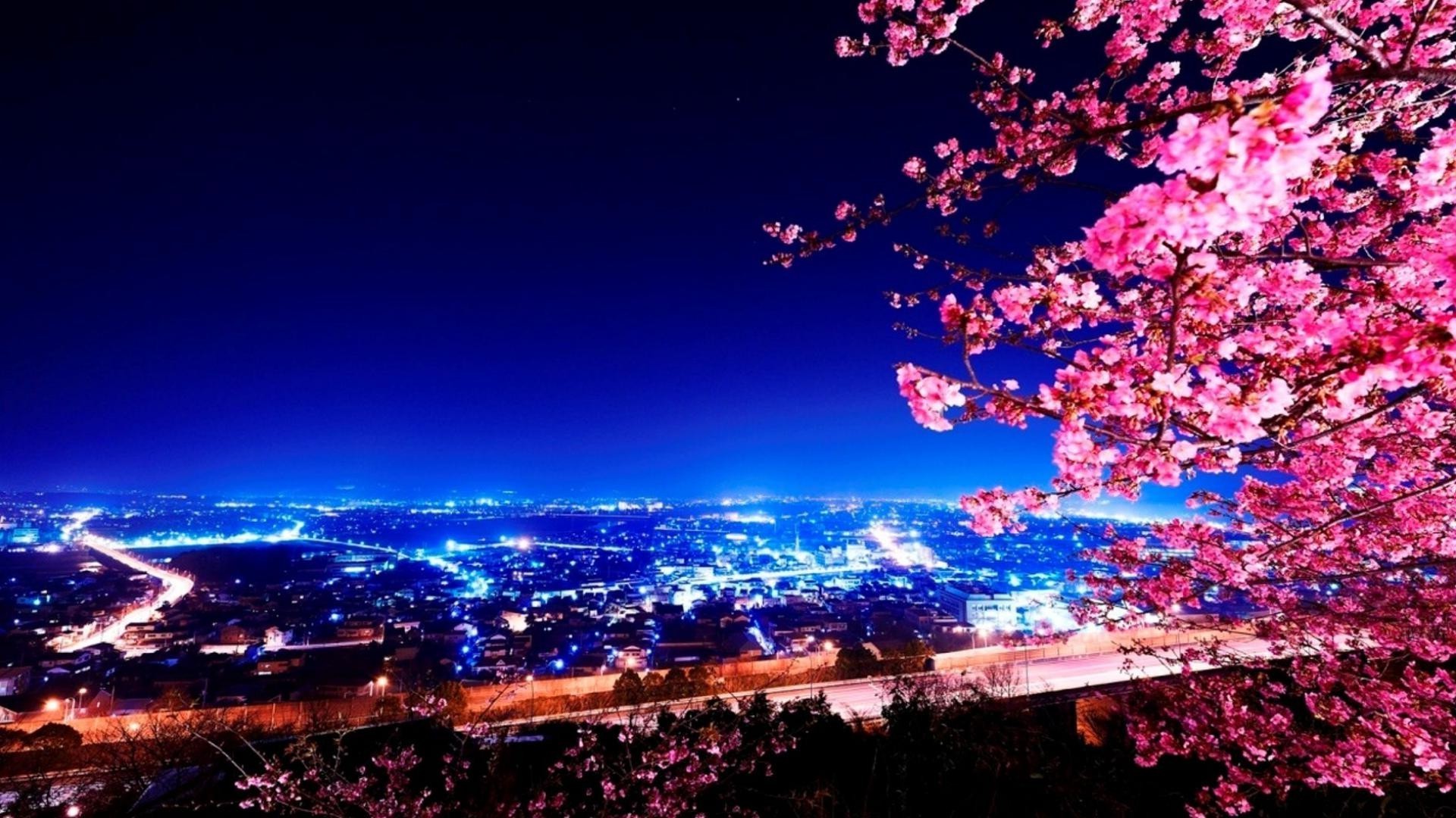 природа цветы ночь город страны сакура бесплатно